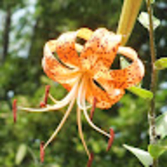 Meet your Posher, Abi - Picture 1 of 1